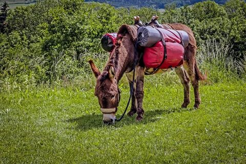 Donkey Trekking - Free photo on Pixabay