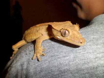 Cute geckos