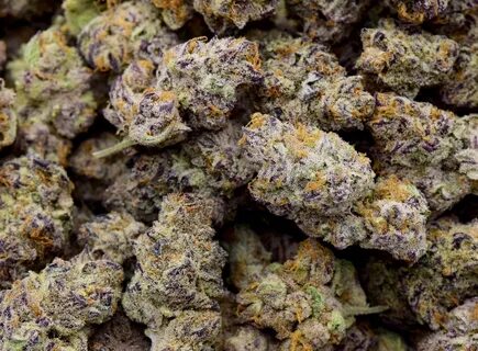purple-punch-strain-best-weed-ever-dispensary-quality-cannab
