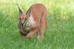 Interesting Caracal Cat and Caracal Kitten Facts Big Cat Res