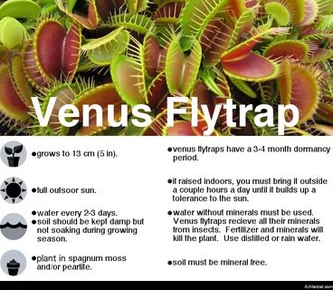 Venus Fly Trap
