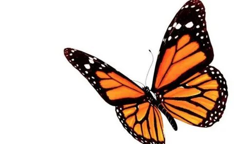 mariposa monarca méxico - Villa de Flores