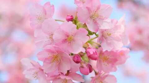 Wallpaper Beautiful pink cherry flowers, blurry, spring 3840