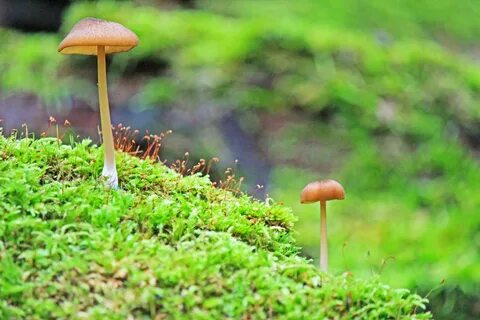 Free photo: Wild Mushrooms - Jungle, Mushroom, Nature - Free