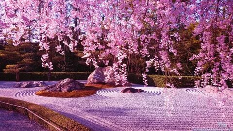 Japanese Cherry Blossom Garden Wallpaper Cherry blossom wall