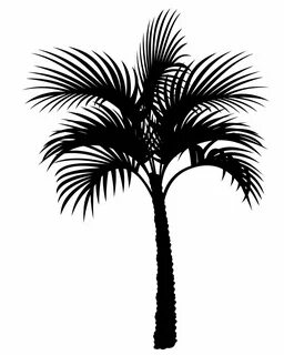 Palm Tree Silhouette Clipart Palm tree silhouette, Tree silh