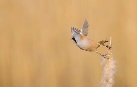 Download free mobile wallpaper Birds, Bird, Animal, Bearded Reedling. 