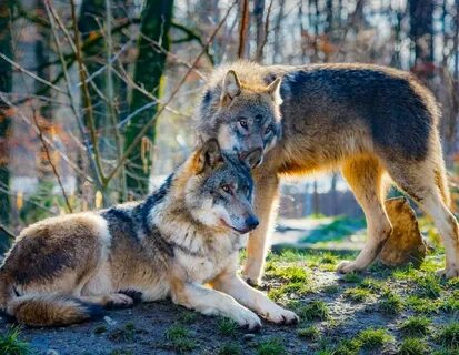 Собирать пазлы онлайн - Пара волков