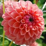 Dahlia 'Linda's Baby' - Rose Cottage Plants Dahl
