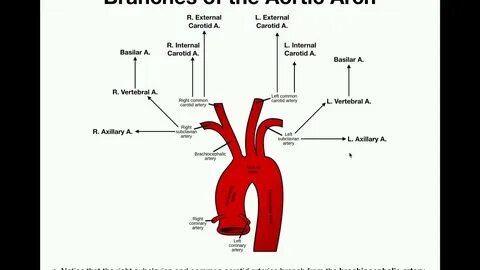 Arch Of Aorta Branches Anatomy : The Aorta Branches Aortic A