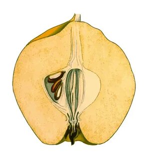 Drawing of a quince fruit free image download