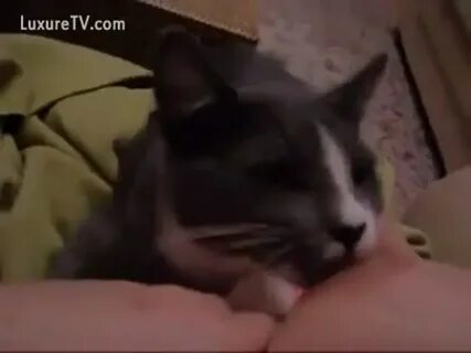 Milk thirsty cat licks and sucks the nipple of its zoophilia