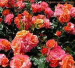 PlantFiles Pictures: Floribunda Rose 'Disneyland Rose' (Rosa