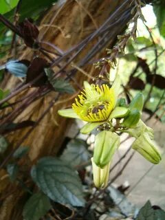 File:Passiflora coriacea BotGardBln1105Flower.JPG - Wikimedi