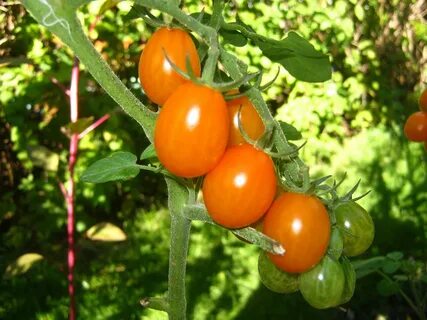 Tomatoes M to R - Solana Seeds