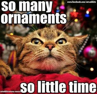 Pin about Christmas cat memes, Funny cats and Cute cats on M