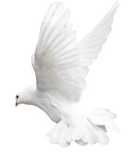 Download Free Columbidae White Pigeon Photos Free Transparen