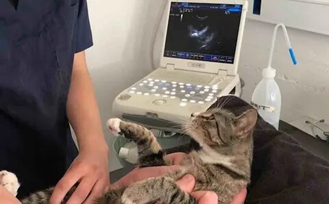 Pregnant Cat Meme Ultrasound - Rudy Braun