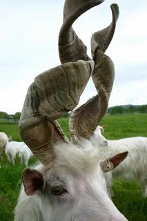 Goat with spiral horns. Spirals in nature, Goats, Animals