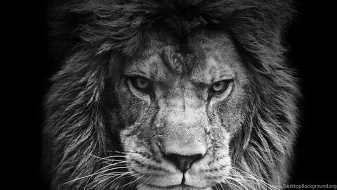 The Black King Lion Wallpapers ANIMALS ANIMALS Desktop Backg