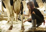 Chaseholm Farm - Sarah milking cow - Berkshire Grown