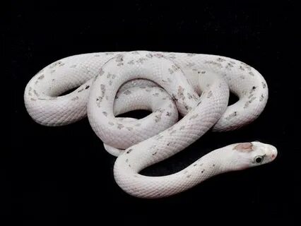 Anerythristic Black Corn Snake