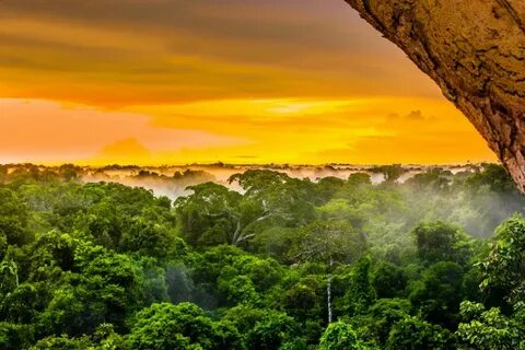 15 самых красивых лесов планеты - Zefirka