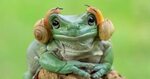 This Photographer Photographs Frogs Like You’ve Never Seen B