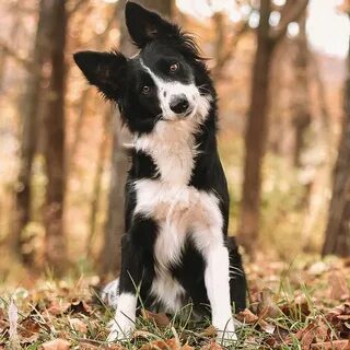 Platinum Border Collies (@platinumbordercollies) * Фото и ви