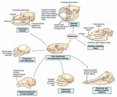 Structural and Functional Adaptations of Mammals Mammals The