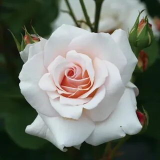 Rose 'Ophelia' Jardin extraordinaire, Jardins