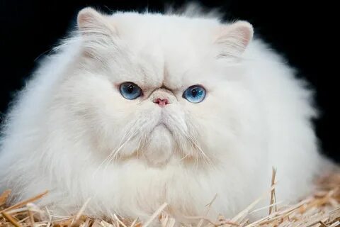 caterville Fluffy cat, Fluffy cat breeds, Cat breeds