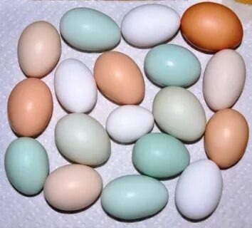 Threads - What color eggs does your chicken lay Chicken egg 
