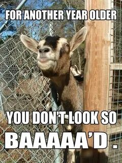 Pin by Dora Bales on Goats Birthday wishes funny, Birthday h