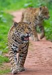 Jaguars Grande felino, Gatos de estimação, Animais majestoso