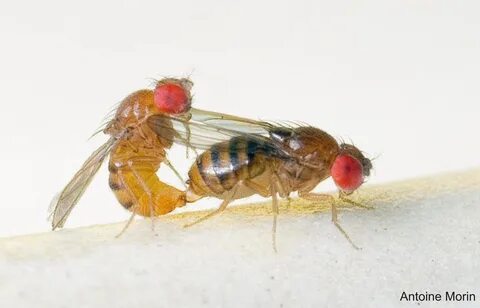 Attractive female flies harmed by male sexual attention - UQ News - The.
