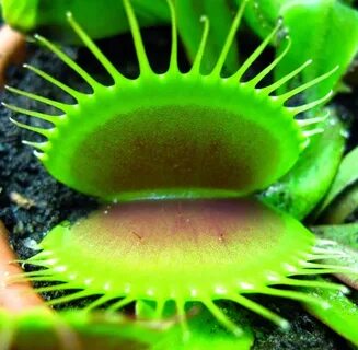Growing carnivorous plants for more than 5 years (79 Pics) -