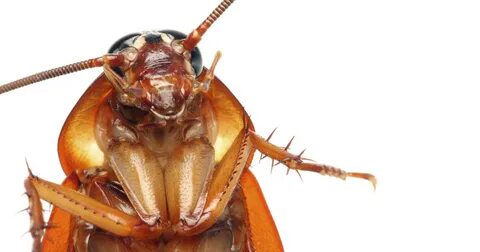 Flying cockroaches! Heat sends pests soaring - CBS News