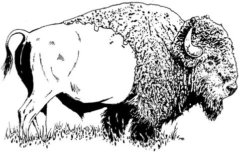 Free Buffalo Coloring Pages Mclarenweightliftingenquiry