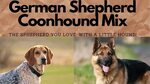 German Shepherd Coonhound Mix - YouTube