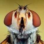 Глаза жуков: макрофотографии насекомых от Иренеуша Ирасс Вал