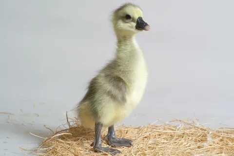 Baby African Geese Related Keywords & Suggestions - Baby Afr