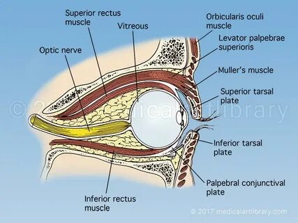 Anatomy of the Eye - Medical Art Library