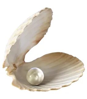 Pearls clipart shell sea pearl, Picture #3064306 pearls clip