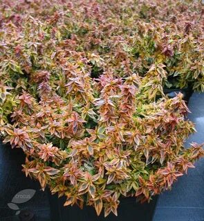 Abelia × grandiflora 'Kaleidoscope (PBR)' - abelia Abelia ka