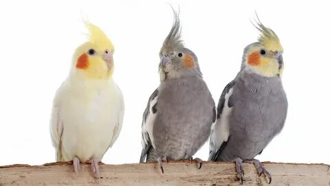 Cockatiel Articles and Blogs - BeChewy