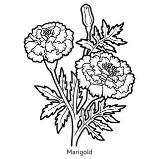 Marigold Flower Line Drawing