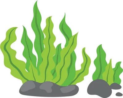 Seaweed Clip Art - Seaweed Clip Art - (1181x1181) Png Clipar