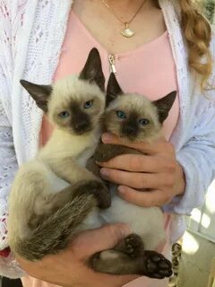 "Siamese" Cats For Sale Fremont, OH #241897 Petzlover
