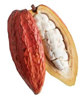 какао крупка бобов Forastero форастеро жарен - Mobile Legend